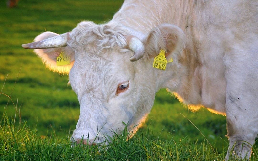 Why You Need Grass-fed Butter