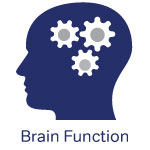 Brain Function