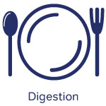 Digestion