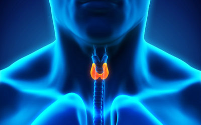 Understanding the Thyroid